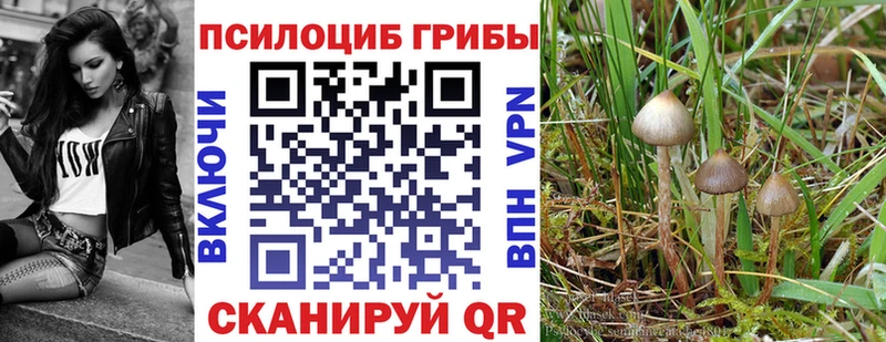 Купить где  Мегион  Псилоцибиновые грибы Psilocybine cubensis 